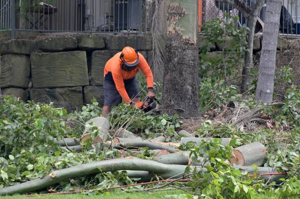 Tree Root Removal in Rheems, PA